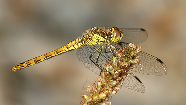 Sympetrum vulgatum