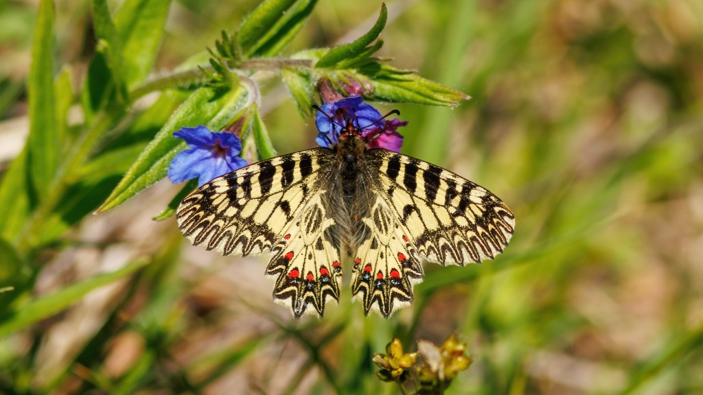 Papilionidae Zerynthia polyxena