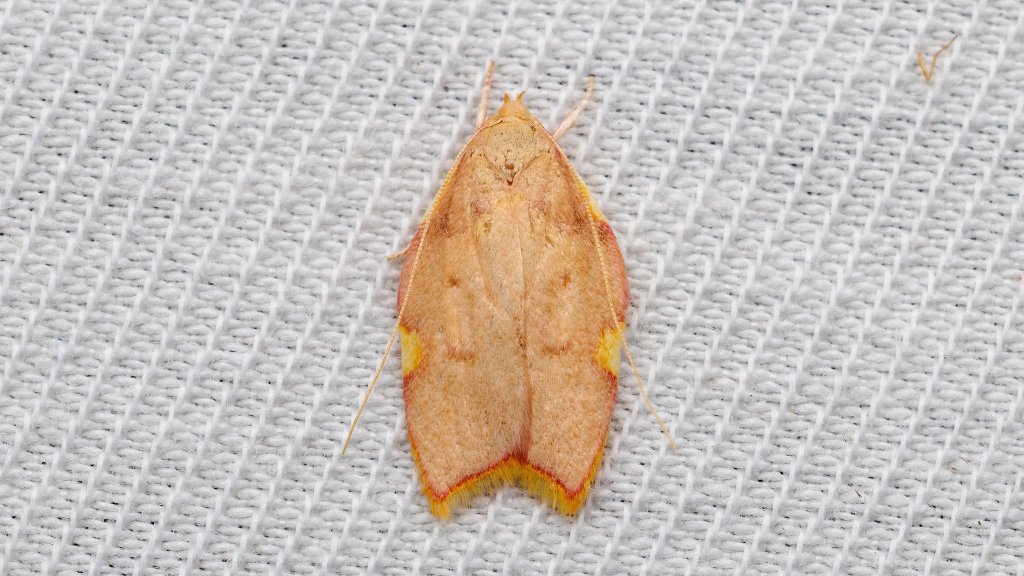 Carcina quercana