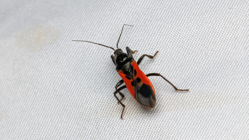 Peirates hybridus