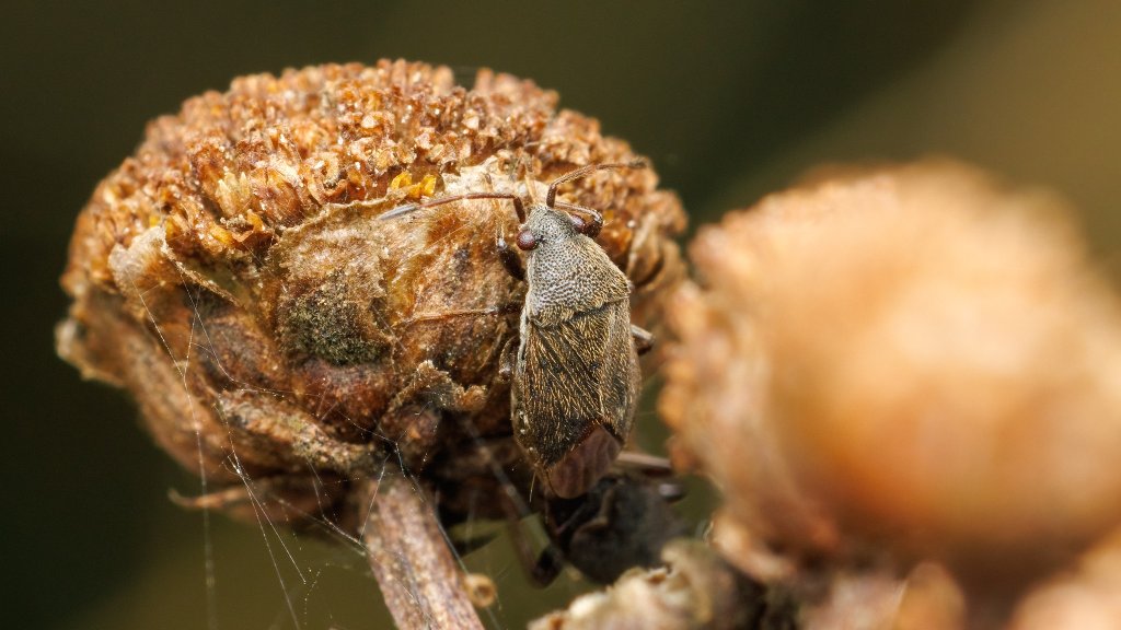 Stygnocoris fuligineus