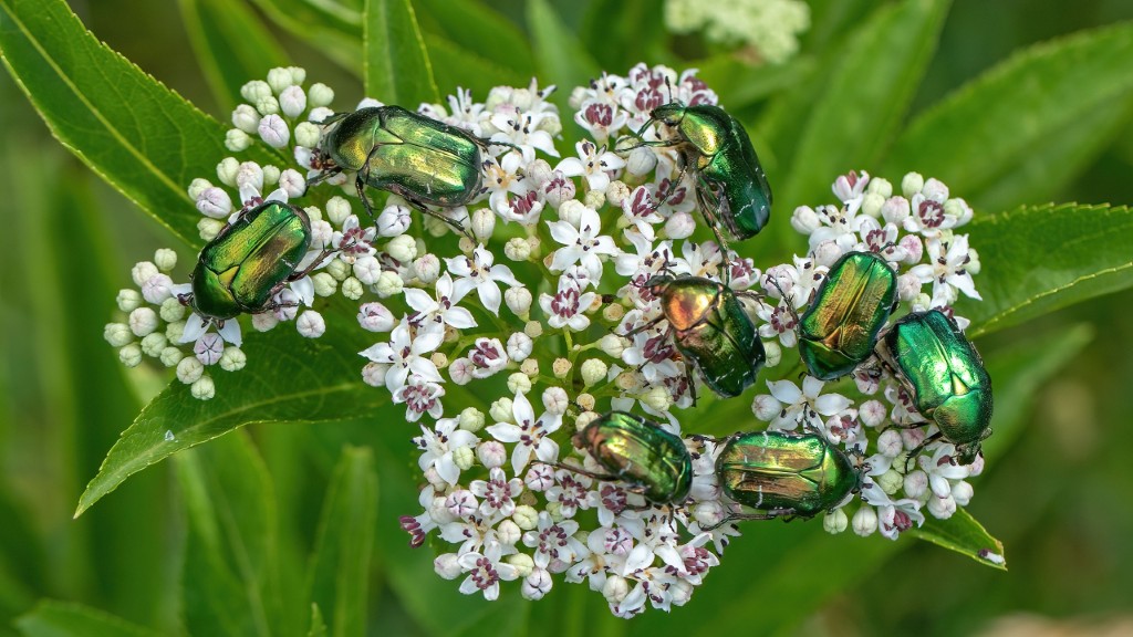 Scarabaeidae Cetonia aurata