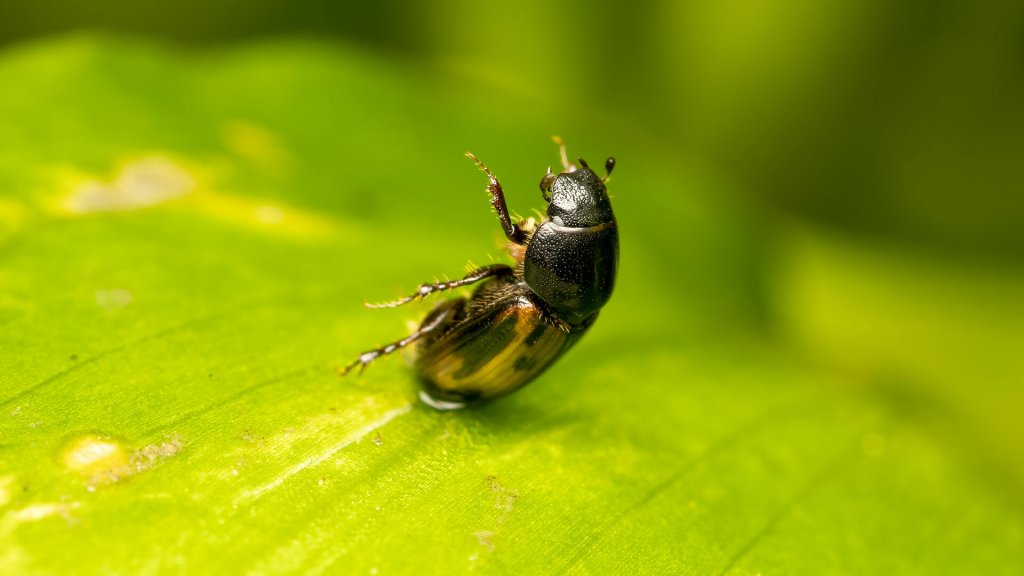 Chilothorax distinctus