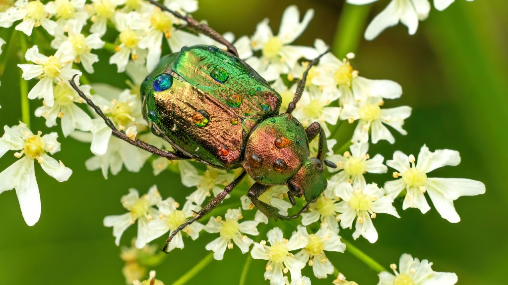 Gnorimus nobilis