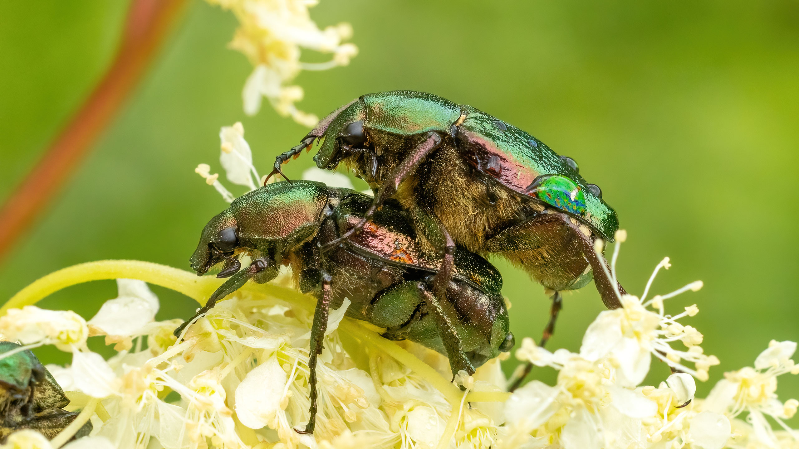 Scarabaeidae Gnorimus nobilis