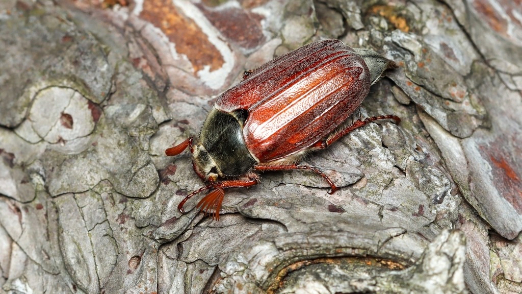 Scarabaeidae Melolontha melolontha