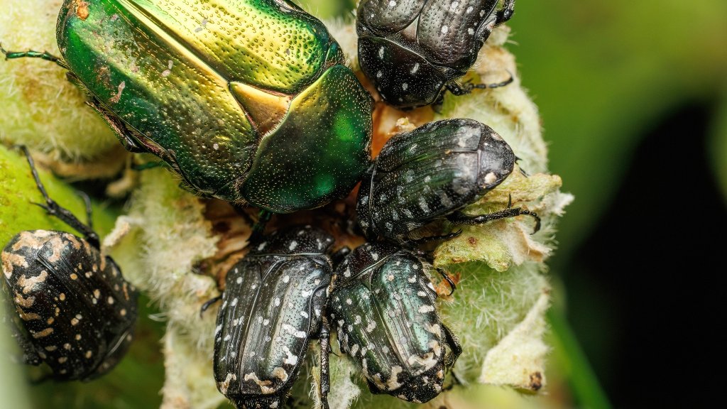 Oxythyrea funesta