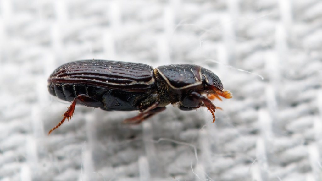 Pleurophorus sp.