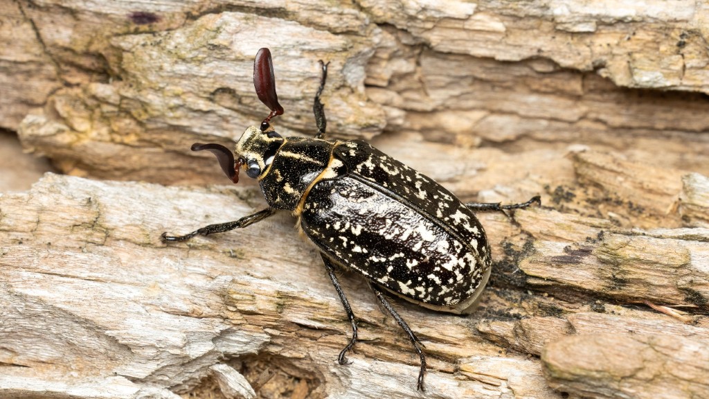 Scarabaeidae Polyphylla fullo