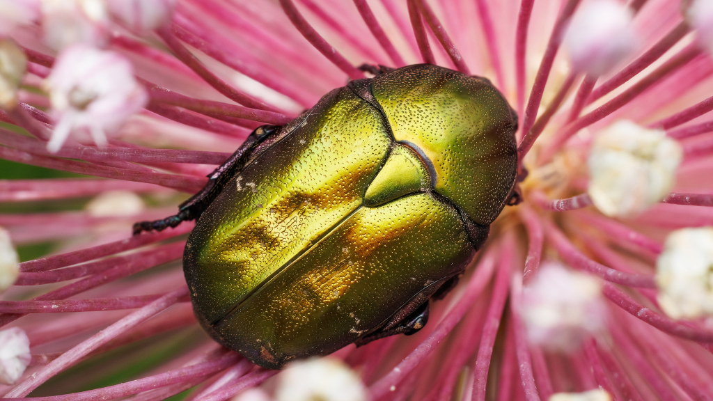 Protaetia cuprea