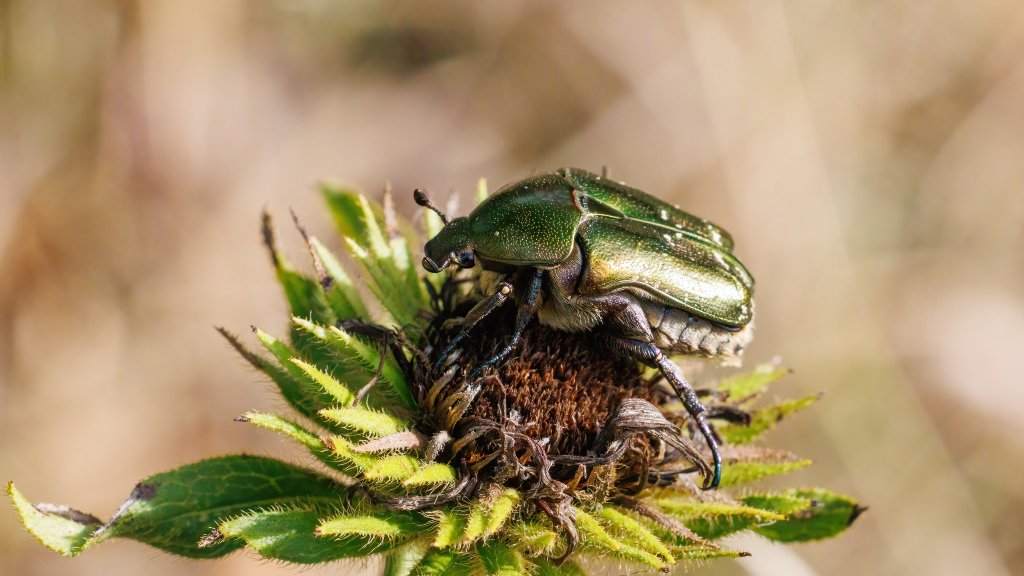 Protaetia cuprea