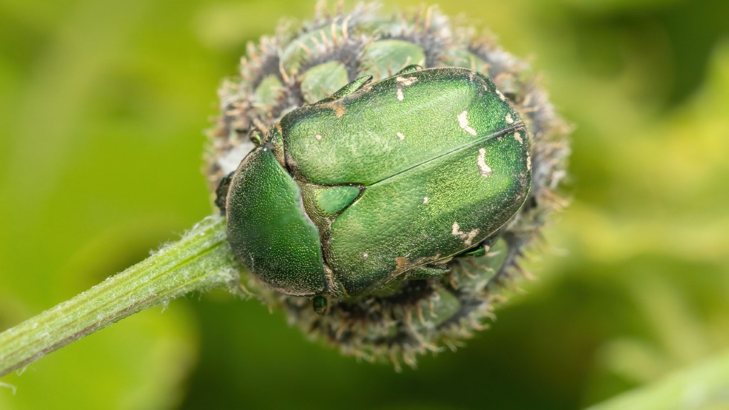Scarabaeidae Protaetia ungarica