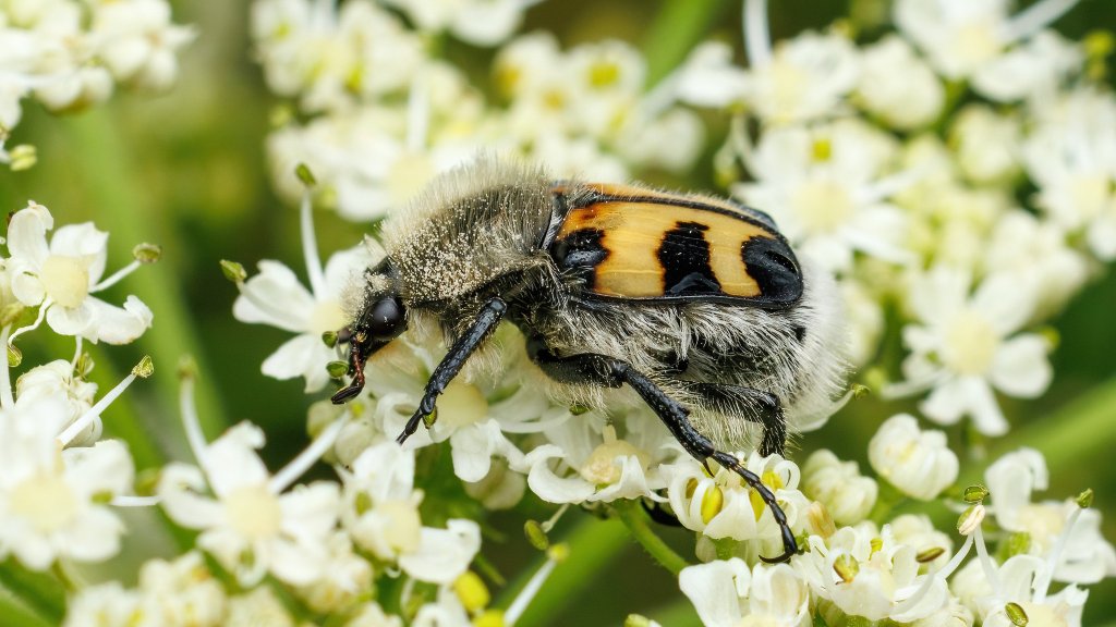 Trichius fasciatus
