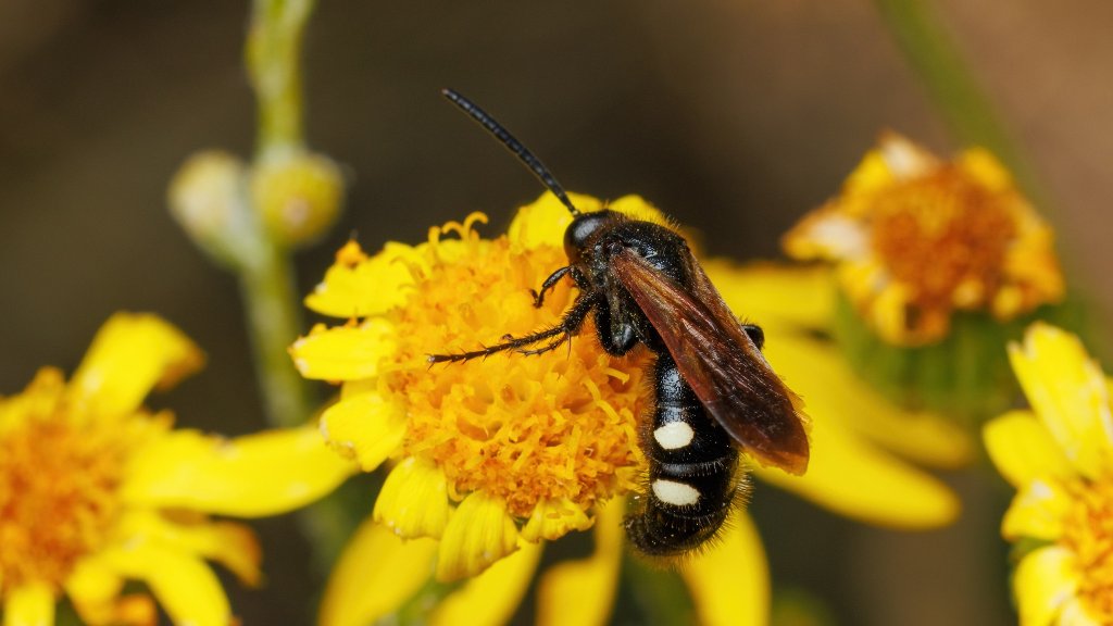 Scolia sexmaculata