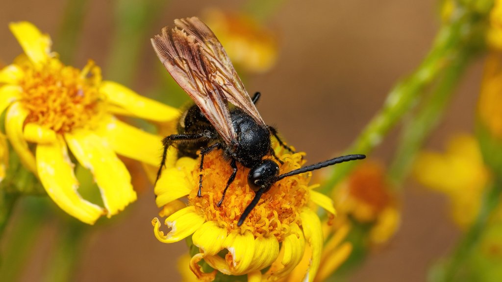 Scolia sexmaculata