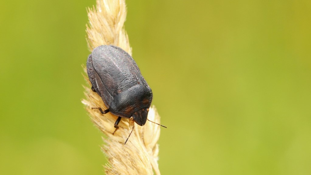 Eurygaster cf. austriaca