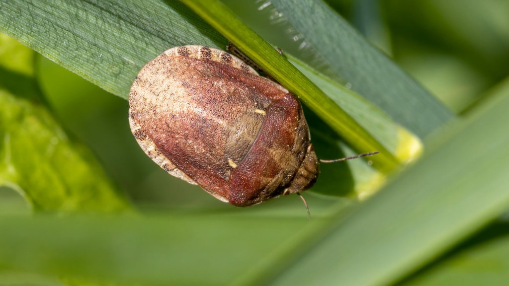 Eurygaster maura