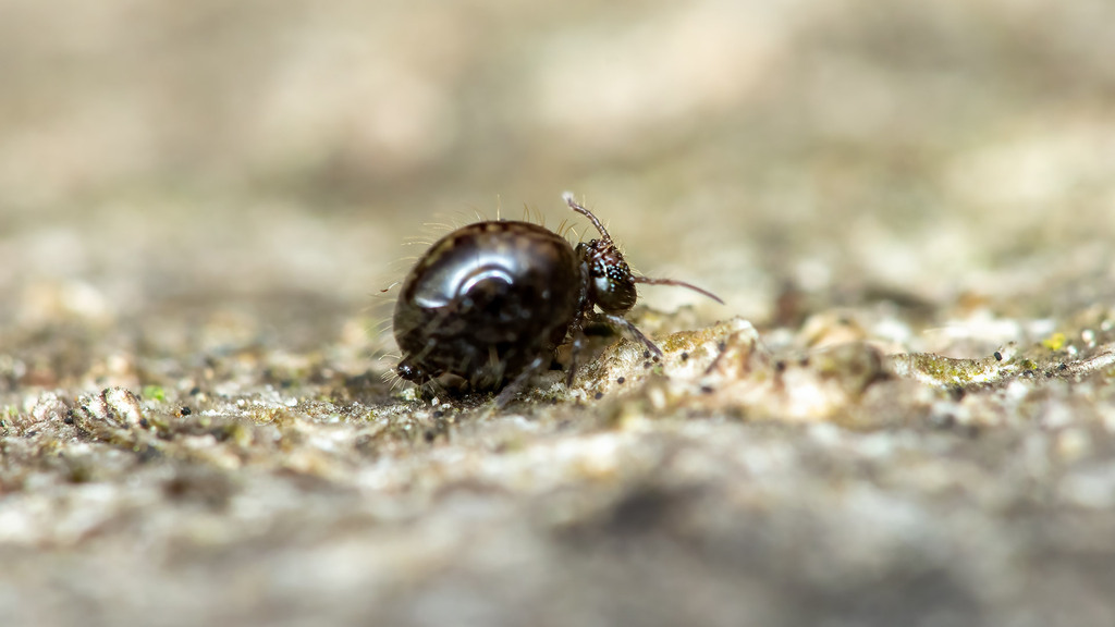 Allacma fusca