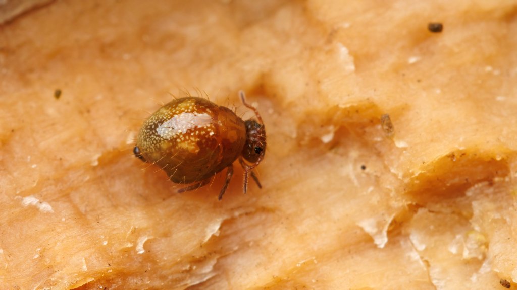 Allacma fusca