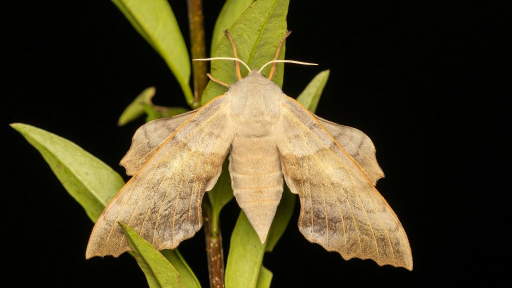 Laothoe populi