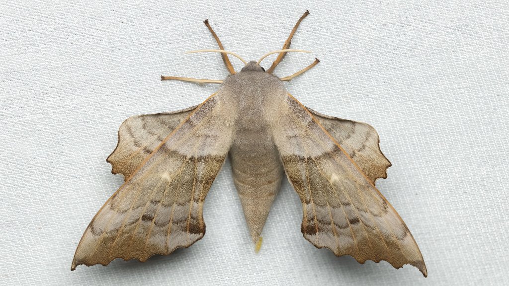 Laothoe populi