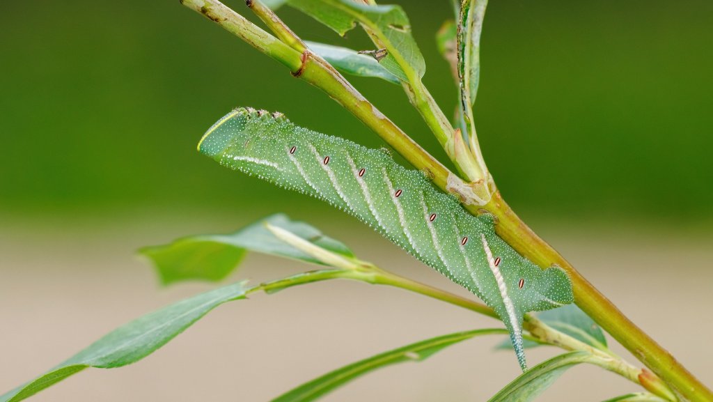 Smerinthus ocellata
