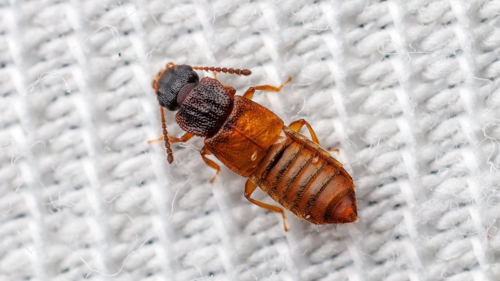 Anotylus sp.