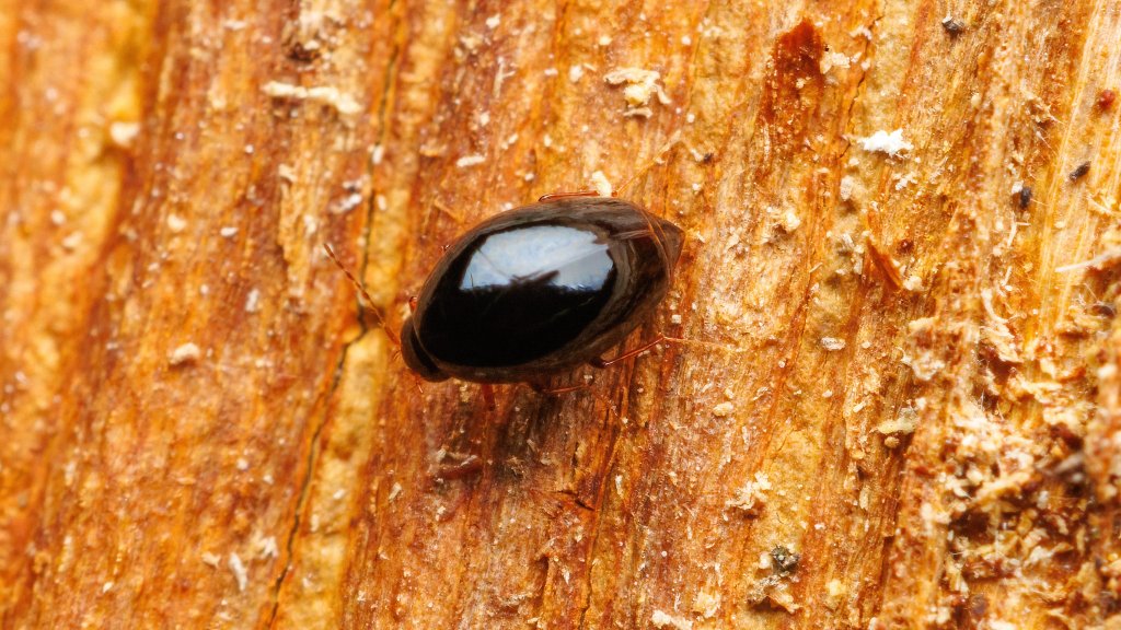 Scaphisoma sp.