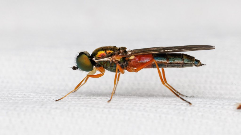 Sargus bipunctatus