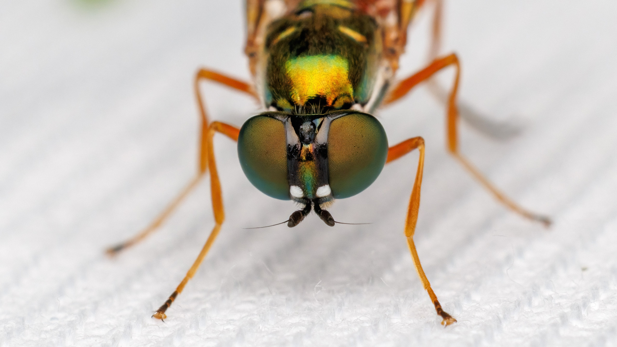 Sargus bipunctatus