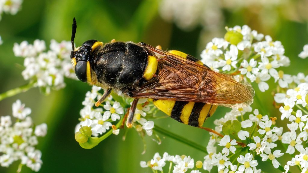 Stratiomys potamida