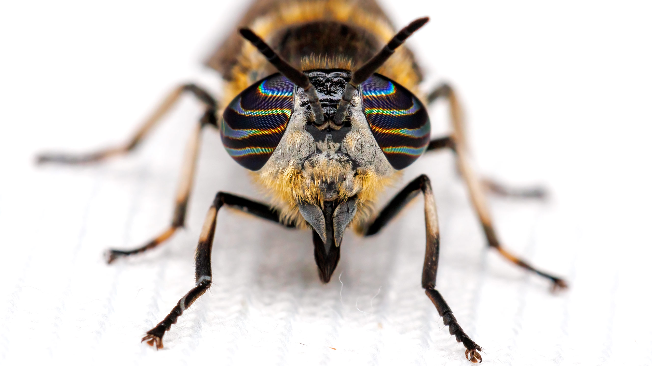 Tabanidae Heptatoma pellucens