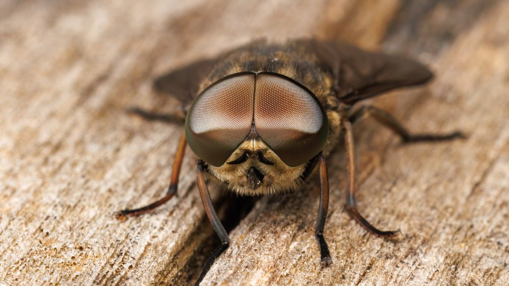 Tabanus sp.