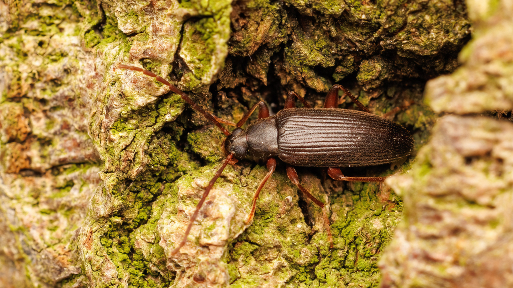 Allecula sp.