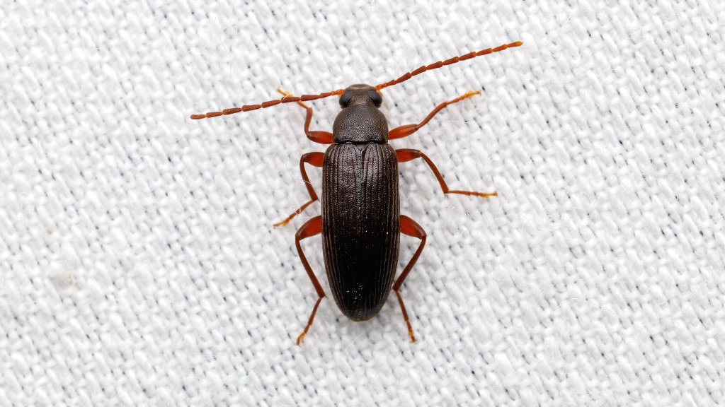 Allecula sp.