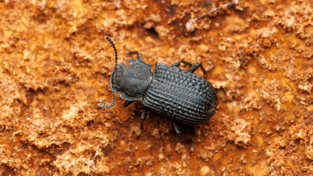 Bolitophagus reticulatus