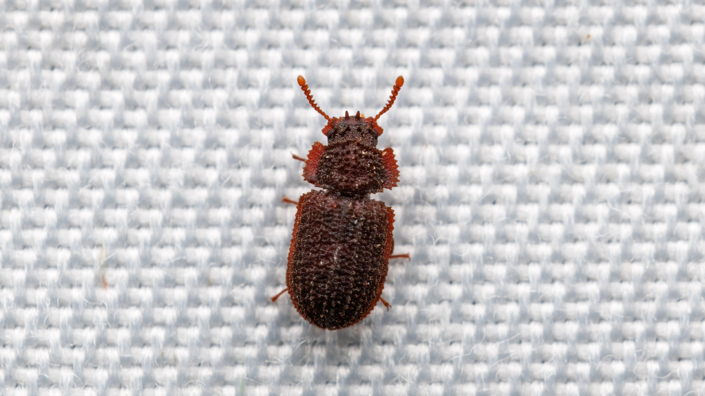 Eledonoprius armatus