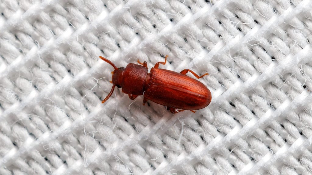 Palorus sp.