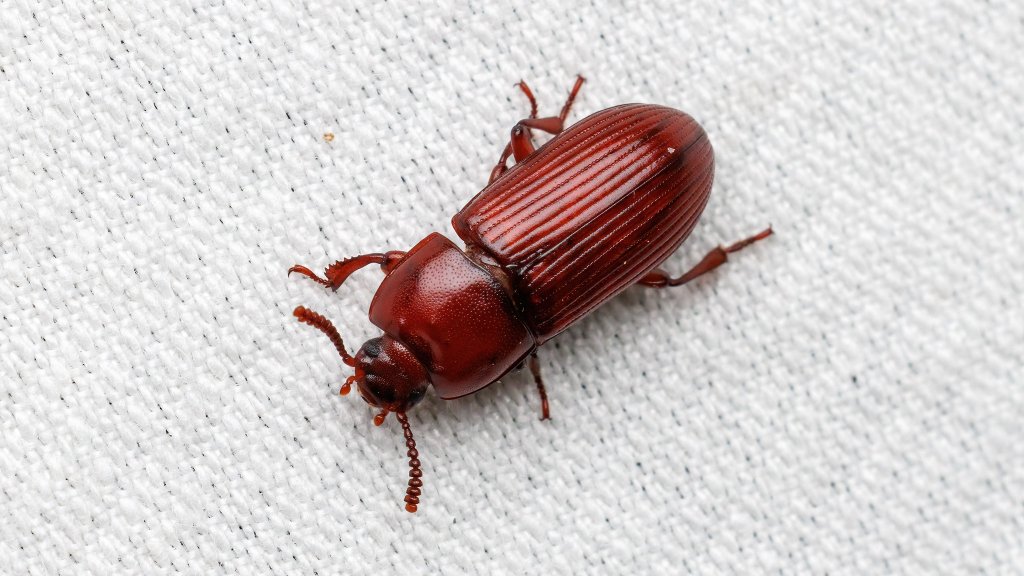 Uloma culinaris