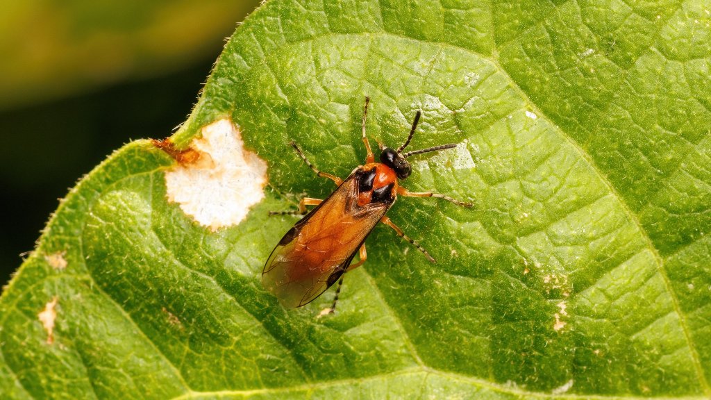 Athalia rosae