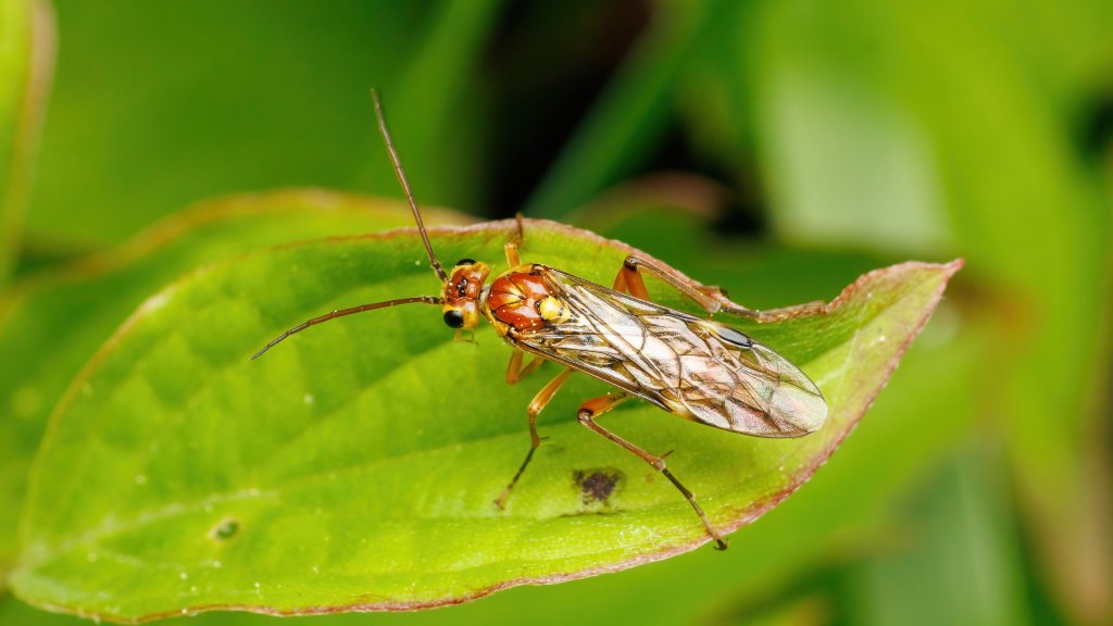 Tenthredopsis sp.