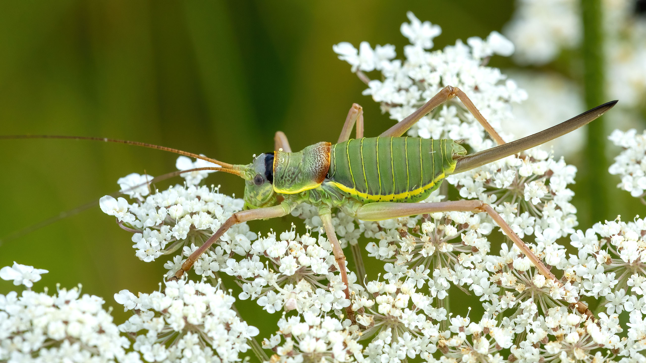 Tettigoniidae Ephippiger ephippiger
