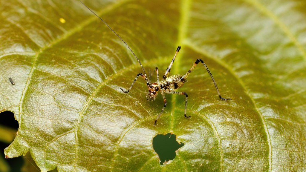Phaneroptera nana