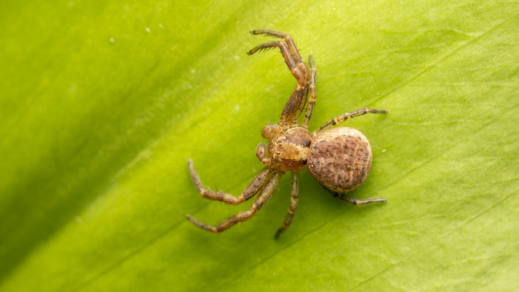 Xysticus sp.