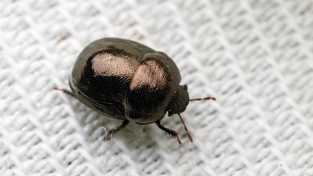 Thyreocoris scarabaeoides