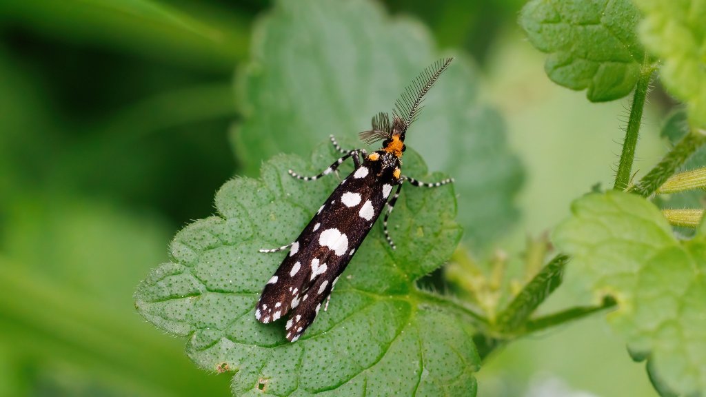 Euplocamus anthracinalis