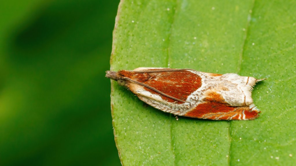 Ancylis unculana