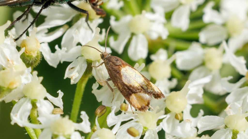 Pammene aurana
