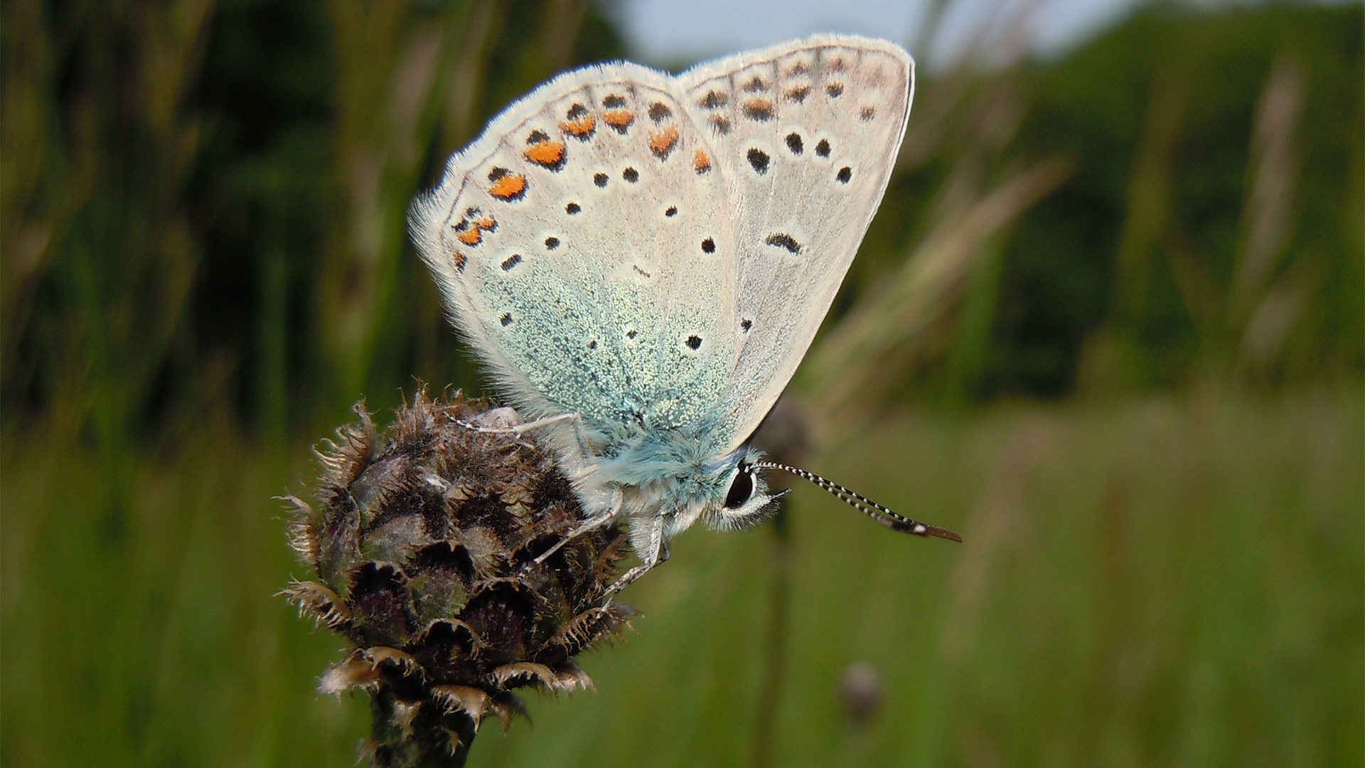 Polyommatus icarus