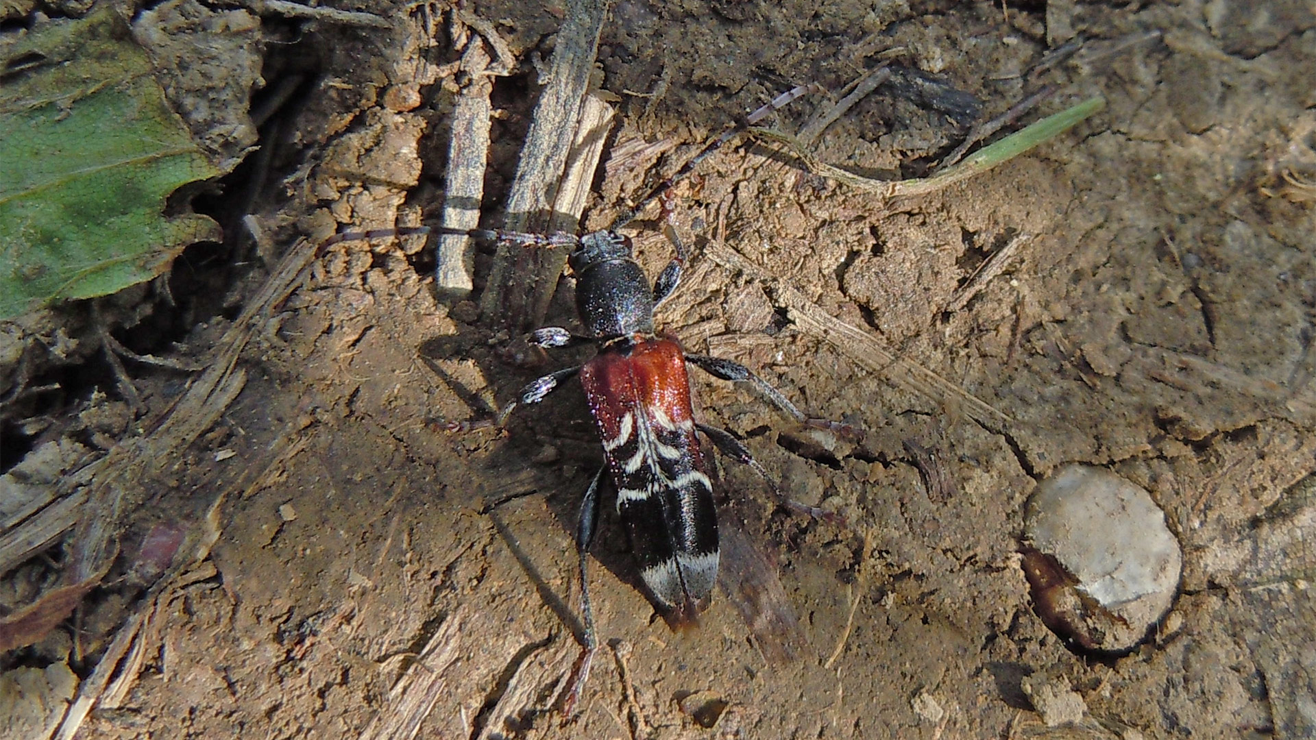 Anaglyptus mysticus
